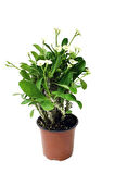Euphorbia Milii White Dikenler Tacı Beyaz Ev Ofis Salon Iç Mekan Bitkisi - 25 Cm