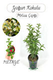 Mis Kokulu Melisa Çiçeği Fidanı 1 Adet 30-50Cm Saksılı+Buz Çiçeği
