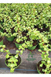 Yeşim Para Çiçeği 1 ADET Dekoratif Canlı Bitki 10-15Cm(Crassula)