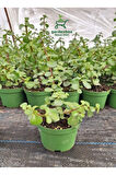 Yeşim Para Çiçeği 1 ADET Dekoratif Canlı Bitki 10-15Cm(Crassula)