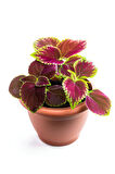 Yaprak Güzeli Çiçeği 1 ADET 10-20Cm (Coleus)