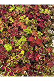 Yaprak Güzeli Çiçeği 1 ADET 10-20Cm (Coleus)