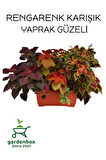 Yaprak Güzeli Çiçeği 4 Adet Kolyos MİX