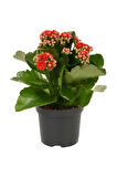 Kırmızı Çiçekli Kalanşo ( Kalanchoe ) Çiçeği Ithal Büyük Boy