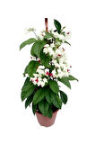 Kızılay Çiçeği+ Beyaz Gardenya+ Hediyelik Kılıç Bitkisi