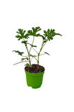 Mini Itır Çiçeği (5-10 Cm)1 Adet Saksılı İç/ Dış Mekan Bitkisi