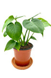 Monstera Deliciosa Deve Tabanı Orta Boy 45-50cm
