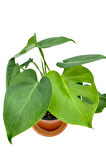 Monstera Deliciosa Deve Tabanı Orta Boy 45-50cm