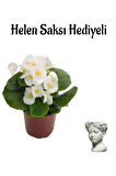Beyaz Renk Şeker Begonya Çiçeği Sevgililer Gününe Özel Helen Saksı HEDİYELİ
