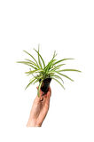Hediyelik Pembe Renk Kalanşo(Kalanchoe) Çiçeği Sevgililer Gününe Özel Kurdele Çiçeği HEDİYELİ