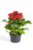 Hediyelik Kırmızı Renk Kalanşo(Kalanchoe) Çiçeği Sevgililer Gününe Özel Kurdele Çiçeği HEDİYELİ