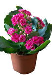 Koyu Pembe Kalanşo(Kalanchoe) Çiçeği Mumluk HEDİYELİ Sevgililer Günü Hediyesi