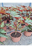 Videolu Çınar Benekli Begonya Çiçeği 1 ADET Saksılı 15-30Cm İç Mekan Ofis Salon Bitkisi(Begonia Rex)