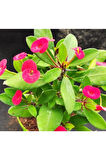 Videolu Kırmızı Milli Dikenler Tacı Çiçeği Fidanı 25-55 Cm Saksılı Iç Mekan Bitkileri Red Euphorbia