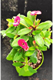 Videolu Pembe Renk Milli Dikenler Tacı Çiçeği Fidanı 20-45 Cm Saksılı Pink Euphorbia