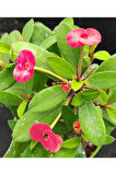 Videolu Pembe Renk Milli Dikenler Tacı Çiçeği Fidanı 20-45 Cm Saksılı Pink Euphorbia