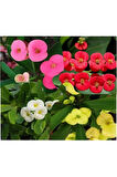 Videolu Pembe Renk Milli Dikenler Tacı Çiçeği Fidanı 20-45 Cm Saksılı Pink Euphorbia
