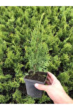Cupressus Leylandii 40 Adet Leylandi Çam Ağacı Fidanı 10-25cm Dış Mekan Çit Bitkisi