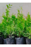 Leylandi Çam Ağacı Fidanı 20 ADET Tüplü 10-25cm (Cupressus Leylandii)