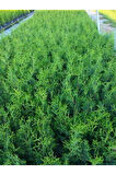 Leylandi Çam Ağacı Fidanı 20 ADET Tüplü 10-25cm (Cupressus Leylandii)