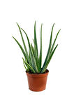 Aloe Vera Bitkisi 3'lü Ekonomik Paket