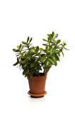 Videolu Bonsai Para Ağacı Yeşim 1 Adet 10-15cm Saksıda Büyük Boy Salon Bitkisi ( Crassula Ovata )