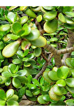 Videolu Bonsai Para Ağacı Yeşim 1 Adet 10-15cm Saksıda Büyük Boy Salon Bitkisi ( Crassula Ovata )