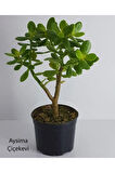 Videolu Bonsai Para Ağacı Yeşim 1 Adet 10-15cm Saksıda Büyük Boy Salon Bitkisi ( Crassula Ovata )