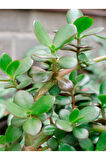 Videolu Bonsai Para Ağacı Yeşim 1 Adet 10-15cm Saksıda Büyük Boy Salon Bitkisi ( Crassula Ovata )
