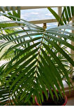 Videolu Areca Palm-areka Palmiyesi 1 Adet Saksılı 20-40cm Ev Ofis Bitkisi (DYPSİS LUCENTES)