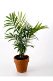 Videolu Areca Palm-areka Palmiyesi 1 Adet Saksılı 20-40cm Ev Ofis Bitkisi (DYPSİS LUCENTES)
