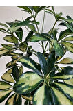 Videolu Alacalı Şeflera Bitkisi 1 Adet Saksılı 50-70 Cm Salon Ofis Bitkisi (SCHEFFLERA)