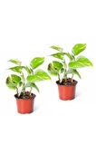 Videolu Patos Salon Sarmaşığı Mini 2 Adet Saksılı 10-15cm Ev Ofis Salon Bitkisi (EPİPREMNUM AUREUM)