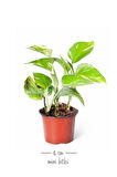 Videolu Patos Salon Sarmaşığı Mini 2 Adet Saksılı 10-15cm Ev Ofis Salon Bitkisi (EPİPREMNUM AUREUM)