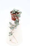 Ceropegia Woodii - Kalp Kalbe Karşı Bitkisi