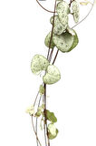 Ceropegia Woodii - Kalp Kalbe Karşı Bitkisi