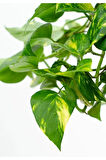 Pothos Sarmaşığı Askılı Saksıd Epipremnum Aureum Bitkisi Ev Bitkisi Salon Bitkisi