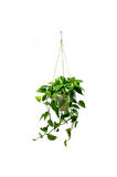 Pothos Sarmaşığı Askılı Saksıd Epipremnum Aureum Bitkisi Ev Bitkisi Salon Bitkisi