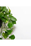 Pothos Sarmaşığı Askılı Saksıd Epipremnum Aureum Bitkisi Ev Bitkisi Salon Bitkisi