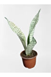 Mini Paşa Kılıcı Sansevieria [30-40cm]