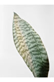 Mini Paşa Kılıcı Sansevieria [30-40cm]