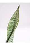 Mini Paşa Kılıcı Sansevieria [30-40cm]