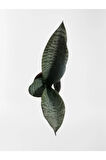 Mini Paşa Kılıcı Sansevieria [30-40cm]
