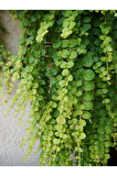Sarı Kız Altın koyle Çiçeği Sarı Çiçekkli 1 ADET Saksılı 30-40cm Lysimachia nummularia