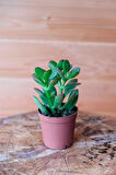 1 Adet Para Çiçeği Crassula Ovata Yeşil-kırmızı Renkli Kökleri Olgunlaşmış Canlı