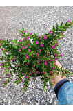 Kufeya Cennet Çiçeği Mor - Cuphea Hyssopifolia 20-30cm (iç Mekan Bitkileri)