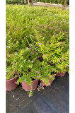 Kufeya Cennet Çiçeği Mor - Cuphea Hyssopifolia 20-30cm (iç Mekan Bitkileri)