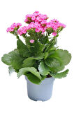 Videolu Kalanchoe Çiçeği Emel Hanım Karışık Renkli 3 Adet Saksılı Sarı Pembe Turuncu (KALANCHOE)