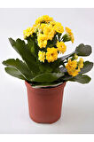 Videolu Kalanchoe Çiçeği Emel Hanım Karışık Renkli 3 Adet Saksılı Sarı Pembe Turuncu (KALANCHOE)