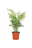 Videolu Areka Dağ Palmiyesi 1 Adet Saksılı 20-40cm Iç/ Dış Mekan Bitkisi (CHAMAEDOREA ELEGANS)